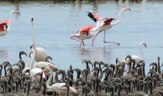 Flamingoların büyüleyici dünyası Bornova’da